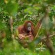 2018-05-11 - 13.14.28 - D750 - Tanjung Puting - orangutanka s malým (umírajícím)-THIS