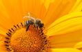 Co možná nevíte o včelách
